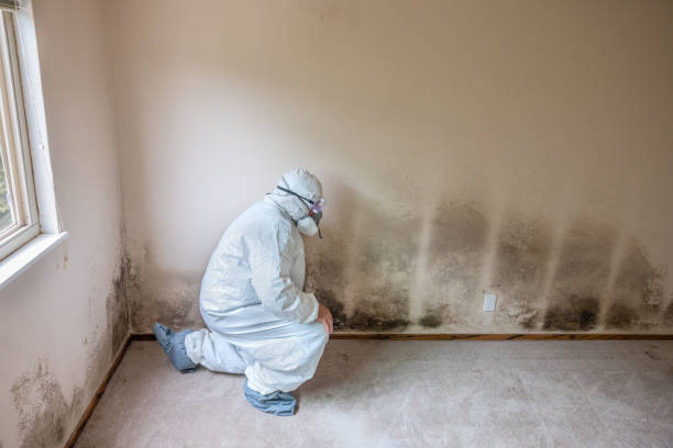 Best Kitchen Mold Remediation in Wellsville, KS